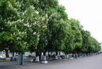 В столице растет более 25 тысяч каштанов