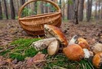 Из-за отравления грибами 18-летний парень оказался в реанимации