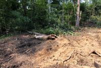 Херсон под угрозой песчаных бурь: незаконно рубят лес у пустыни (видео)