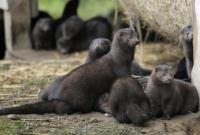 У Нідерландах коронавірусом заразилися норки на хутрових фермах