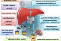 Большинство болезней идет от печени